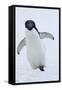 Adelie Penguin-Joe McDonald-Framed Stretched Canvas