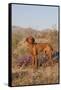 Vizsla Standing in Desert Spring Wildflowers, Mojave Desert, Southern California, USA-Lynn M^ Stone-Framed Stretched Canvas