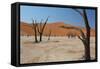 The Dead Acacia Trees of Deadvlei at Sunrise-Alex Saberi-Framed Stretched Canvas