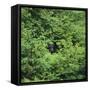 Black Bear Hiding in Forest-DLILLC-Framed Stretched Canvas