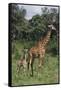 Giraffe Parent and Young-DLILLC-Framed Stretched Canvas