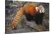 Lesser Panda-DLILLC-Stretched Canvas