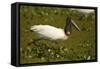 Jabiru Stork-Joe McDonald-Framed Stretched Canvas