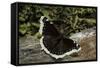 Nymphalis Antiopa (Mourning Cloak Butterfly, Camberwell Beauty)-Paul Starosta-Framed Stretched Canvas