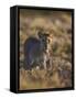 Lion (Panthera Leo), Immature, Kgalagadi Transfrontier Park-James Hager-Framed Stretched Canvas