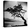 A Windswept Tree Silhouetted Against Bright Sunlight-John Gay-Stretched Canvas