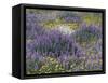 Blue Pod Lupin and Dandelions, Crescent City, California, USA-Adam Jones-Framed Stretched Canvas