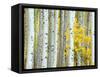 Aspen Grove, White River National Forest, Colorado, USA-Rob Tilley-Framed Stretched Canvas