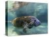 Florida Manatee, Crystal River, Florida, Usa-Rebecca Jackrel-Stretched Canvas