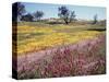 California, Cleveland Nf, Owls Clover and Phlox-Christopher Talbot Frank-Stretched Canvas