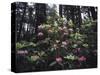 California, Del Norte Redwood Sp, Rhododendron in Coast Redwood Forest-Christopher Talbot Frank-Stretched Canvas