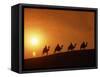 Riders Silhouetted on Camels at Sunset, Giza, Cairo, Egypt, North Africa, Africa-Nigel Francis-Framed Stretched Canvas