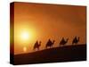 Riders Silhouetted on Camels at Sunset, Giza, Cairo, Egypt, North Africa, Africa-Nigel Francis-Stretched Canvas