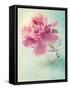 Peony Flower in a Vase-egal-Framed Stretched Canvas