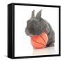 Rabbits 015-Andrea Mascitti-Framed Stretched Canvas