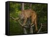 Mountain Lion Stare-Galloimages Online-Framed Stretched Canvas