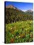 Colorado, Maroon Bells-Snowmass Wilderness. Wildflowers in Meadow-Steve Terrill-Stretched Canvas