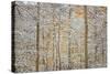 USA, Colorado, San Juan Mountains. Snow on Aspen Trees-Don Grall-Stretched Canvas