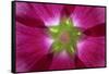 USA, Washington State, Seabeck. Hollyhock Blossom Composite-Don Paulson-Framed Stretched Canvas
