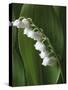 Lily of the Valley-Anna Miller-Stretched Canvas
