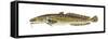 Burbot (Lota Lota), Fishes-Encyclopaedia Britannica-Framed Stretched Canvas