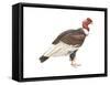 Andean Condor (Vultus Gryphus), Birds-Encyclopaedia Britannica-Framed Stretched Canvas