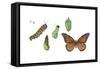 Monarch Butterfly Metamorphosis (Danaus Plexippus), Insects-Encyclopaedia Britannica-Framed Stretched Canvas