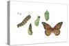 Monarch Butterfly Metamorphosis (Danaus Plexippus), Insects-Encyclopaedia Britannica-Stretched Canvas