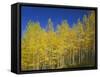 USA, Colorado, Gunnison National Forest. Autumn Colored Aspen Grove Beneath Moon and Blue Sky-John Barger-Framed Stretched Canvas