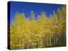 USA, Colorado, Gunnison National Forest. Autumn Colored Aspen Grove Beneath Moon and Blue Sky-John Barger-Stretched Canvas