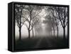 Street, Avenue, Fog, Autumn-Thonig-Framed Stretched Canvas