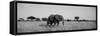 Elephant Tarangire Tanzania Africa-null-Framed Stretched Canvas