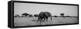 Elephant Tarangire Tanzania Africa-null-Framed Stretched Canvas