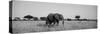 Elephant Tarangire Tanzania Africa-null-Stretched Canvas