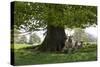 Ewes and Lambs under Shade of Oak Tree, Chipping Campden, Cotswolds, Gloucestershire, England-Stuart Black-Stretched Canvas