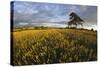 Wheat Field and Pine Tree at Sunset, Near Chipping Campden, Cotswolds, Gloucestershire, England-Stuart Black-Stretched Canvas