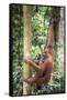 Female Orangutan (Pongo Abelii) in the Rainforest Near Bukit Lawang, Gunung Leuser National Park-Matthew Williams-Ellis-Framed Stretched Canvas