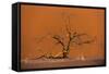 Acacia Tree in Front of Dune 45 in the Namib Desert at Sunset, Sossusvlei, Namib-Naukluft Park-Alex Treadway-Framed Stretched Canvas