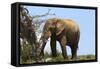 African Elephants 045-Bob Langrish-Framed Stretched Canvas