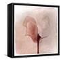 Close Up of a Pink Flower-Trigger Image-Framed Stretched Canvas