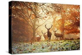 Four Red Deer, Cervus Elaphus, in the Forest in Autumn-Alex Saberi-Stretched Canvas