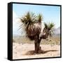 ¡Viva Mexico! Square Collection - Desert Palm Tree II-Philippe Hugonnard-Framed Stretched Canvas