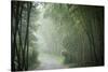 Bamboo Forest, Sichuan Province, China, Asia-Michael Snell-Stretched Canvas