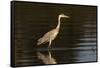 A grey heron (Ardea cinerea) in the River Khwai, Botswana, Africa-Sergio Pitamitz-Framed Stretched Canvas