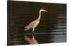 A grey heron (Ardea cinerea) in the River Khwai, Botswana, Africa-Sergio Pitamitz-Stretched Canvas