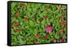 USA, Alaska, Nancy Lake State Recreation Area. Bunchberry and fly agaric mushrooms.-Jaynes Gallery-Framed Stretched Canvas