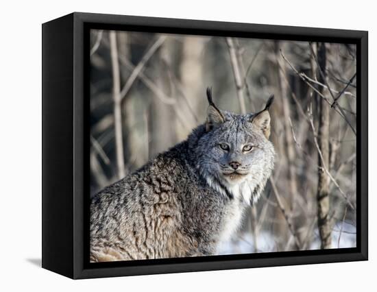 USA, Minnesota, Sandstone. Lynx in the woods-Hollice Looney-Framed Stretched Canvas