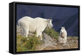 Mountain Goats, nanny and kid-Ken Archer-Framed Stretched Canvas