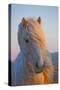 Iceland. Icelandic horse in sunset light.-Jaynes Gallery-Stretched Canvas