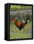 Colorful rooster roaming free on the Big Island of Hawaii-Gayle Harper-Framed Stretched Canvas